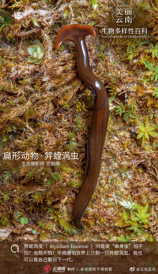 扁形动物61笄蛭涡虫我就是传说中的死亡蠕虫