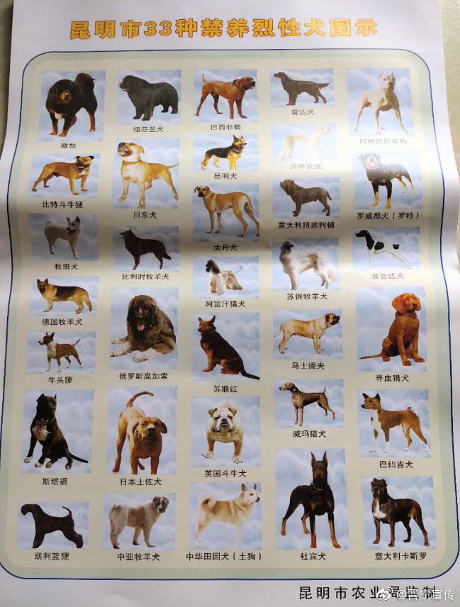 宝峰街道深入宣传文明养犬