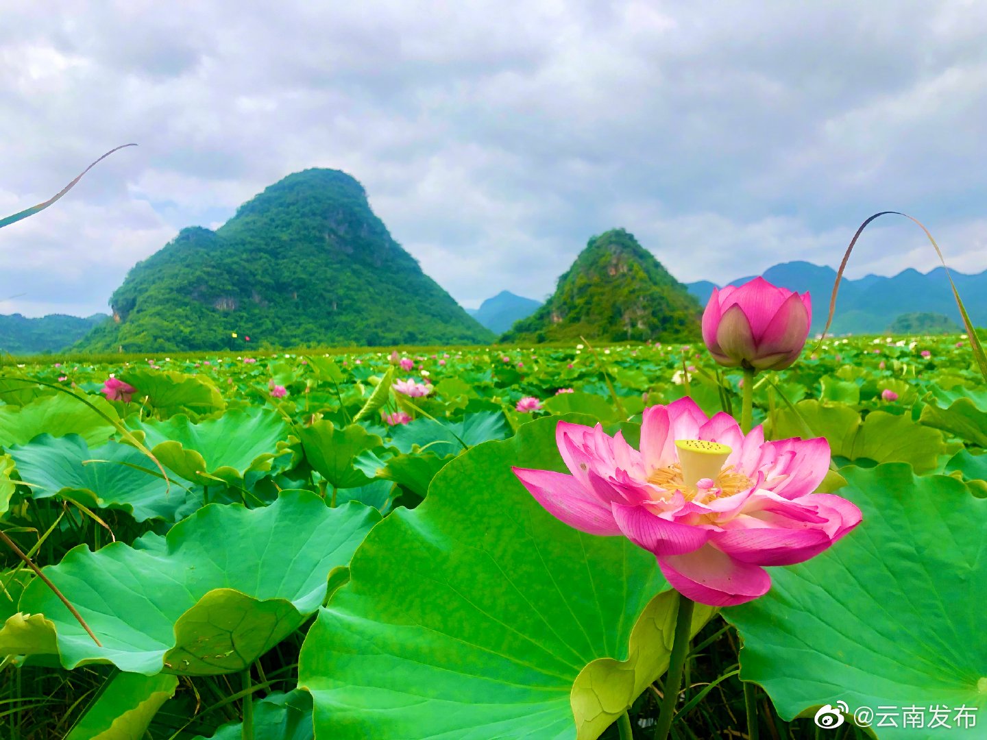 惊艳云南普者黑荷花开放满屏都是夏天的味道