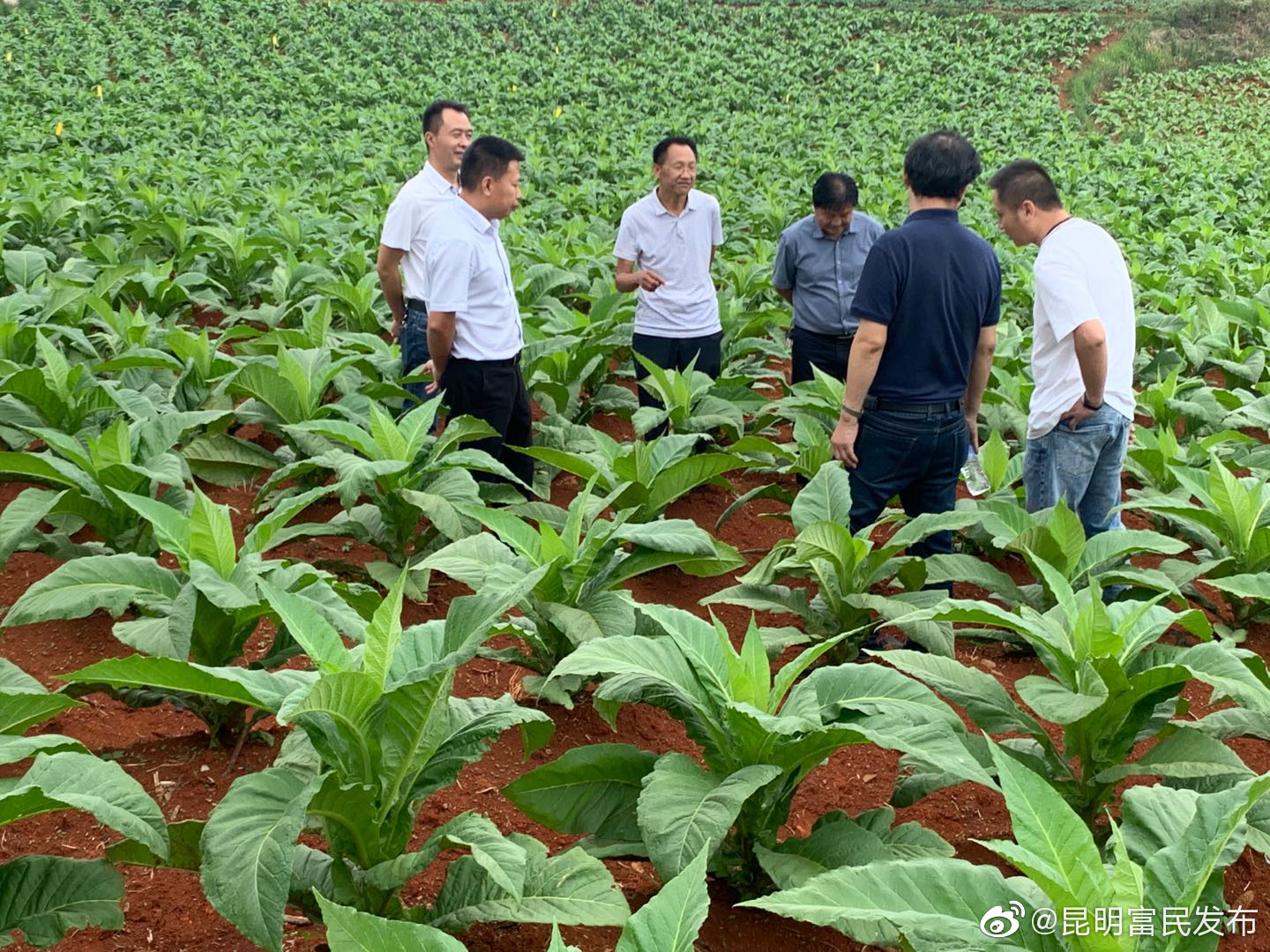 富民县人大常委会副主任,人民政府副县长调研指导当前烟叶生产工作-彩