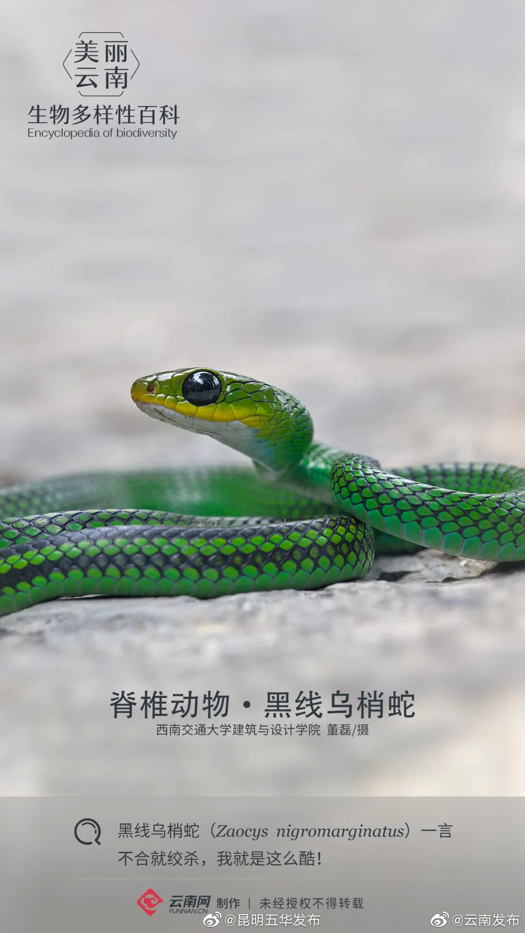 脊椎动物•黑线乌梢蛇：呆萌的另一面，是腹黑的绞杀王