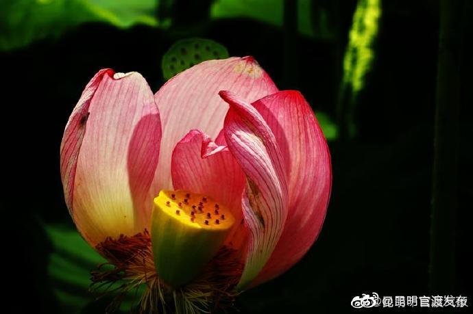 “昆明官渡发布”微博2020-07-10 16:52发布最新消息