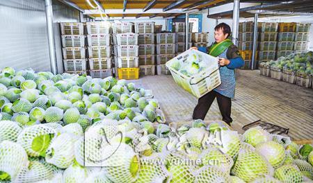 云菜集团滇中智慧农业产业园试运营