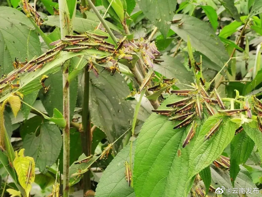 #黄脊竹蝗蔓延至云南3个州市7个县区# 迁飞传入种群大幅减少