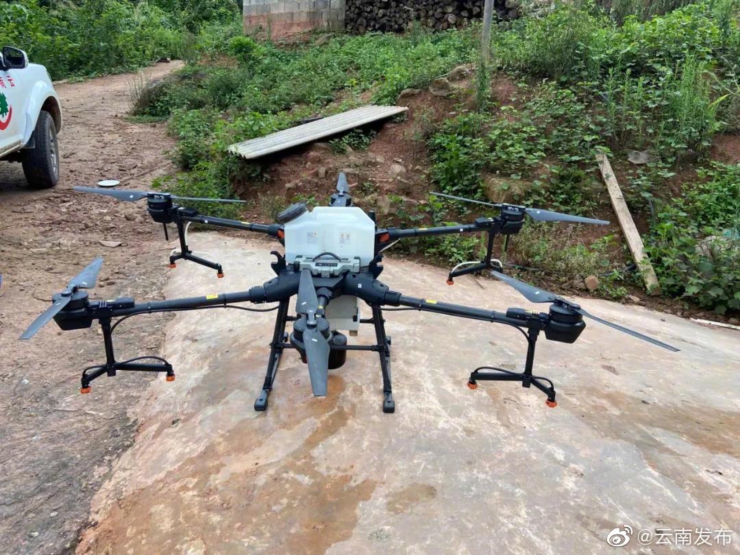 未来4至5天利于蝗虫迁飞！云南黄脊竹蝗防控形势依然严峻