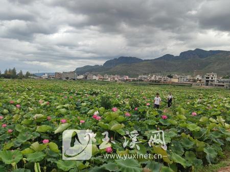 荷塘悦色