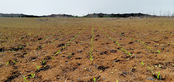 红河哈尼族彝族自治州人民政府网站
