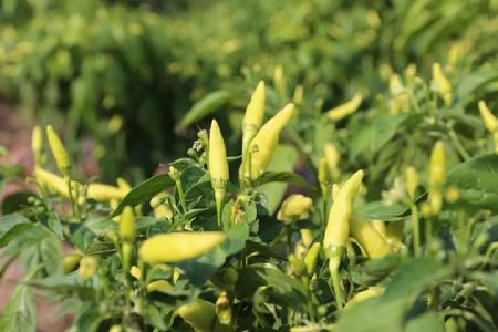 玉溪市人民政府