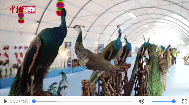 【幸福花开新边疆】孔雀东北飞：内蒙古义勒力特有个孔雀园