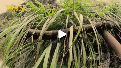 【视频】你笑起来真好看｜大凉山女孩的蝶变（四川）