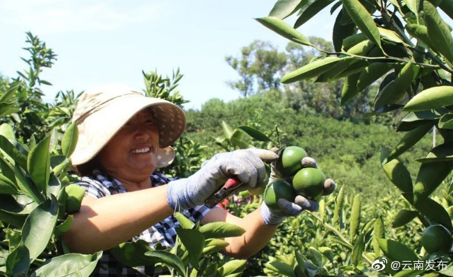 玉溪华宁：甜蜜柑橘“酿造”甜蜜生活