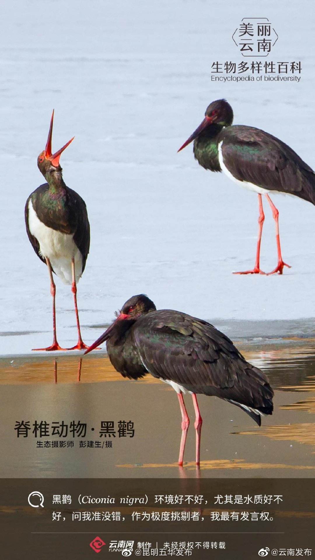 脊椎动物·黑鹳：鸟中“大熊猫”