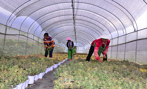 安化彝族乡“小肉肉”做成大产业