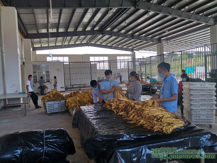 景谷镇烟叶收购工作稳步推进