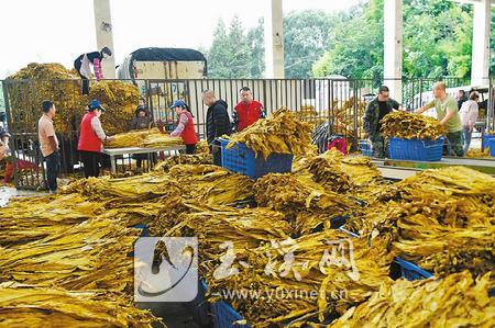 澄江烟叶收购平稳有序