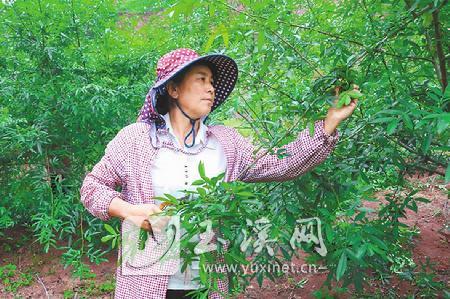 花椒丰收 农户增收