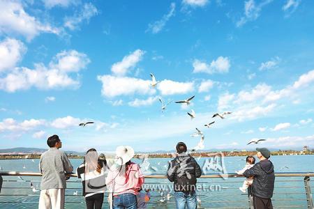 又是一年冬 星云湖畔海鸥飞