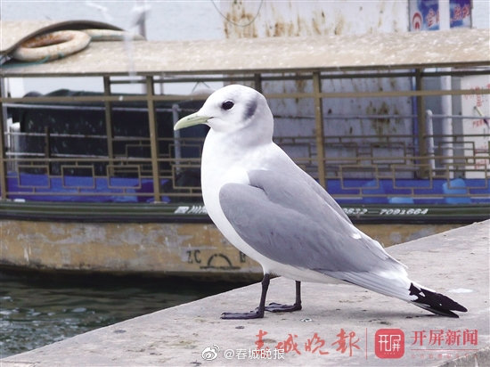 三趾鸥｜如果在昆明看到它，建议彩票站走起！