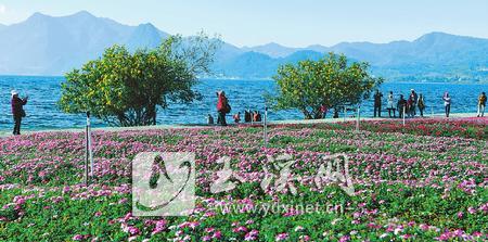 仙湖冬日好风光 碧波荡漾晒暖阳