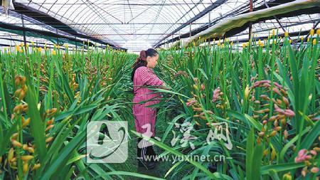 云岩村破茧重生：“空壳村”变身“产业村”