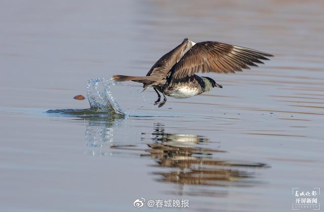新浪微博