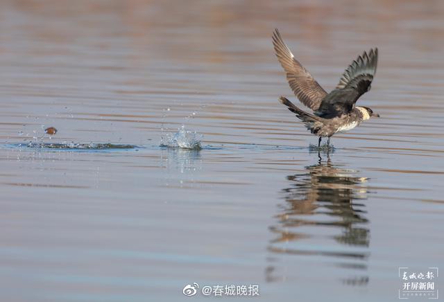 新浪微博