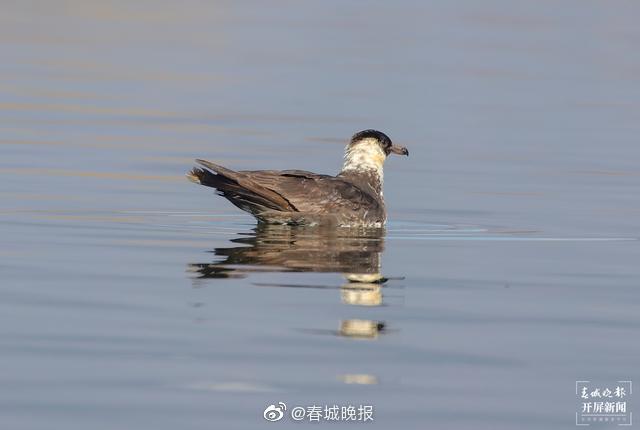 新浪微博