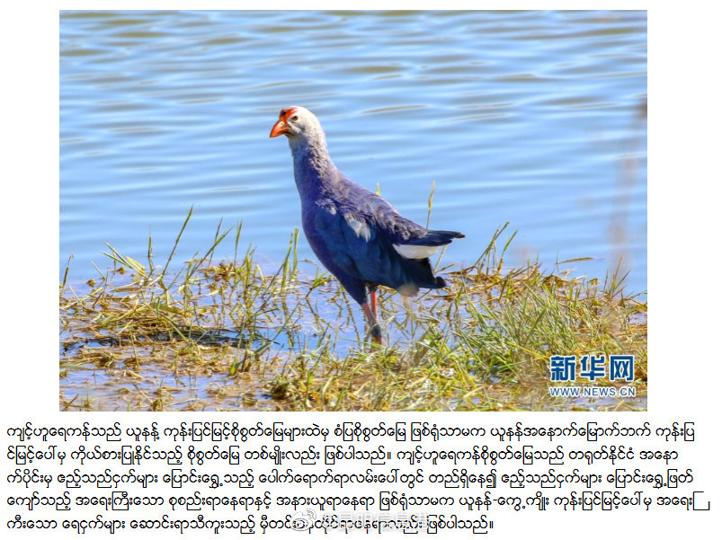 新浪微博