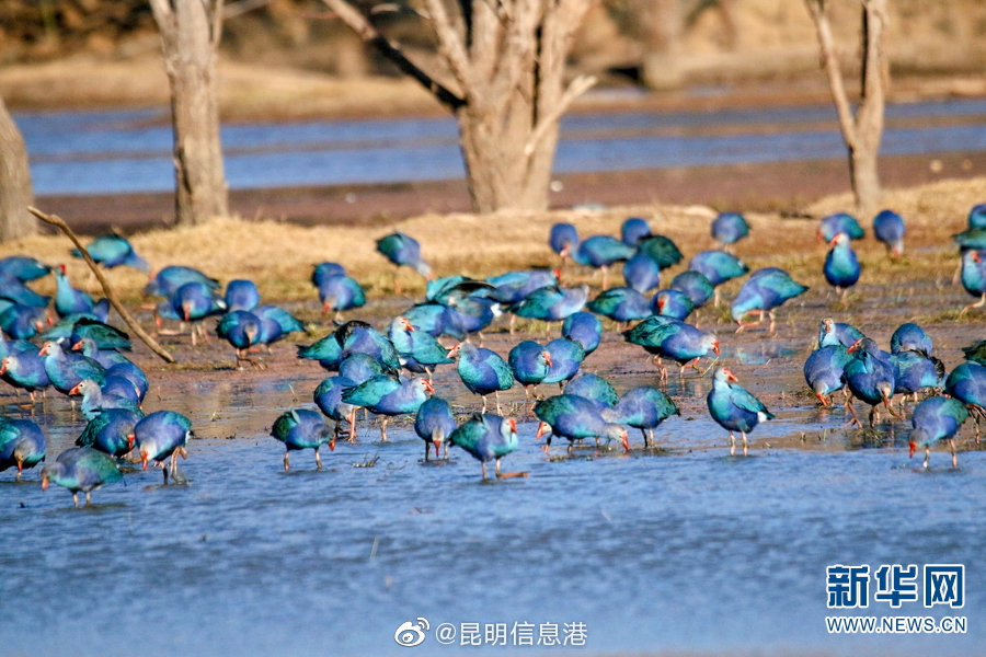新浪微博