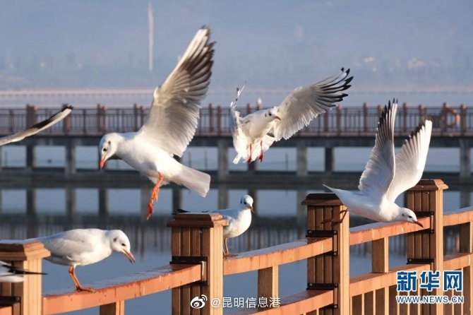 新浪微博