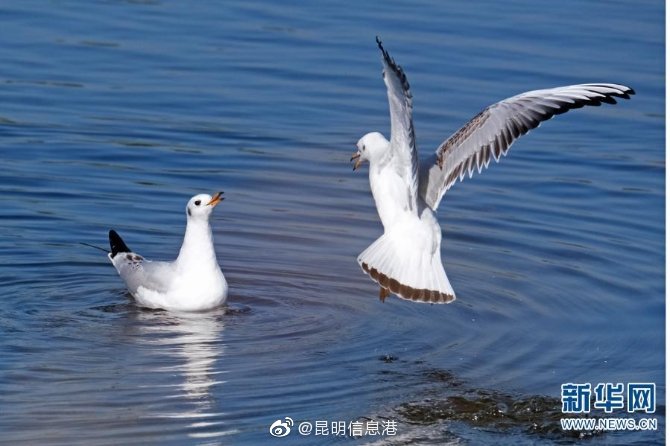 新浪微博