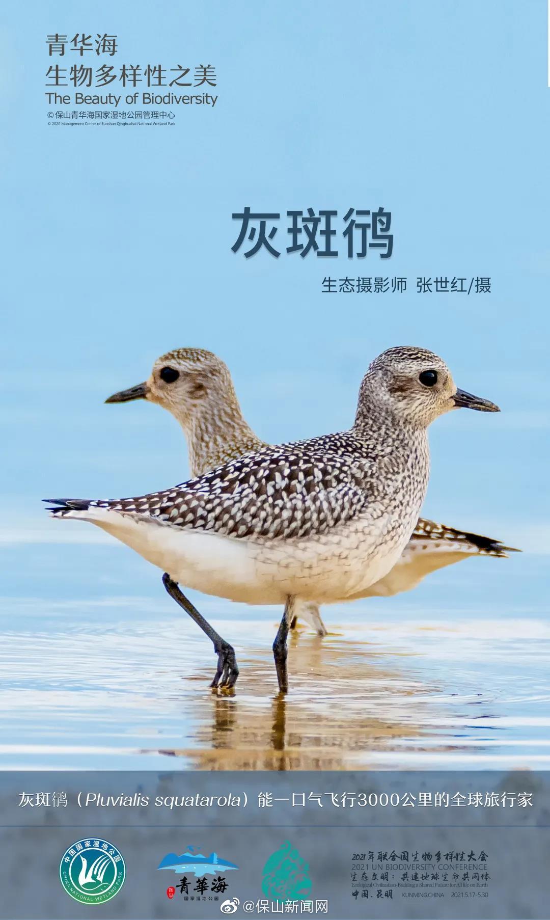 青华海生物多样性之美 | 灰斑鸻：能一口气飞3000公里的全球旅行家