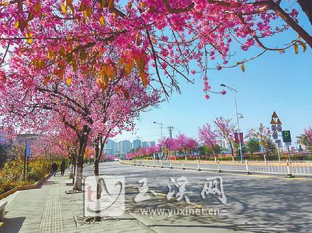 冬樱花扮靓玉溪城