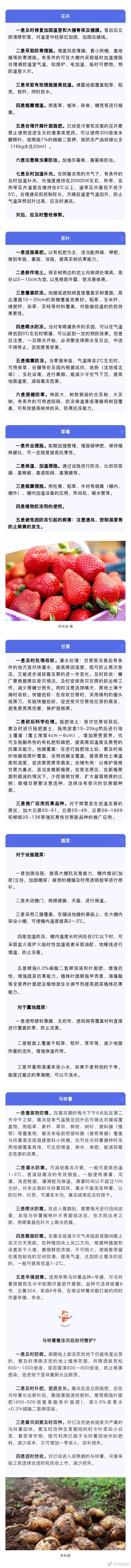 寒潮来袭！云南茶农、花农、菜农该如何抵御寒冬？