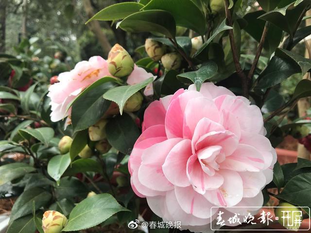 新浪微博