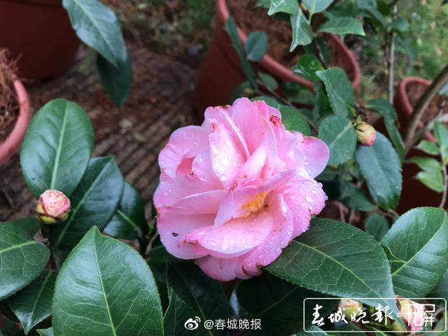 新浪微博