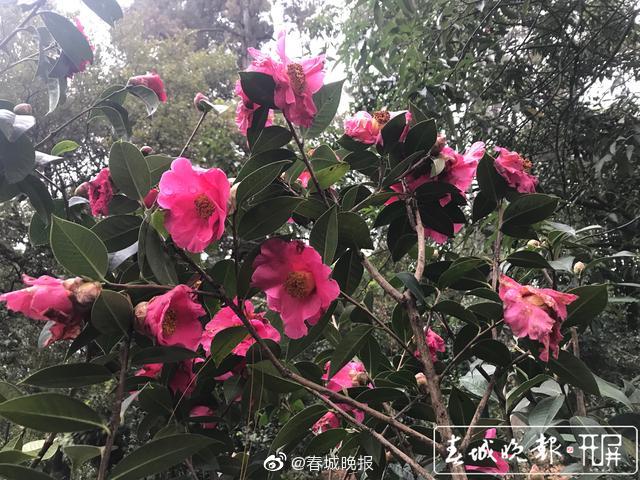 新浪微博