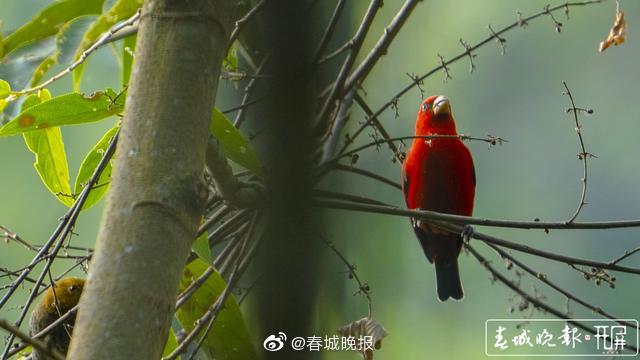 新浪微博