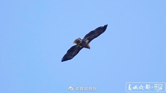 新浪微博
