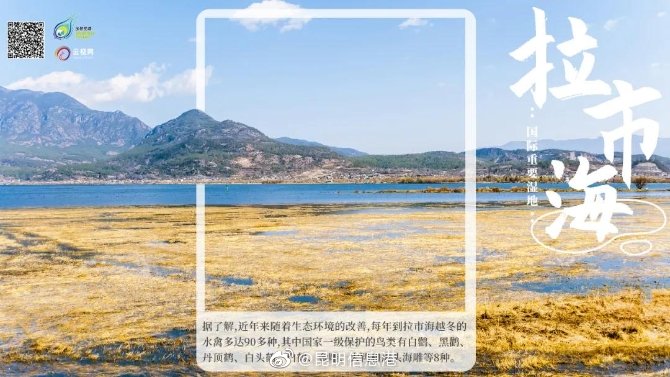 新浪微博
