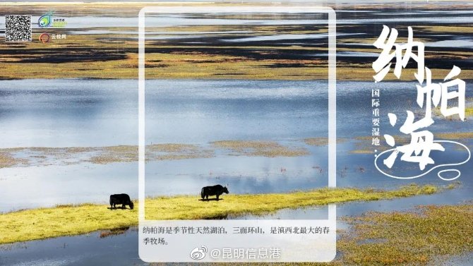 新浪微博
