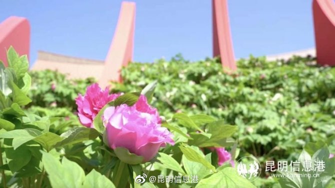 新浪微博