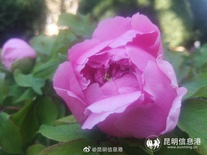 新浪微博
