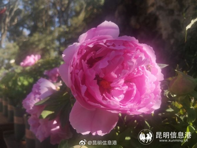 新浪微博