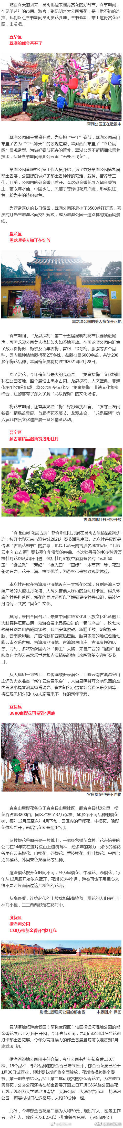 昆明春节赏花攻略来了！速速收藏起来