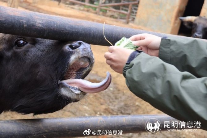 新浪微博