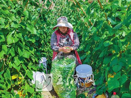 元江县青木里下寨：种植冬早蔬菜奔小康