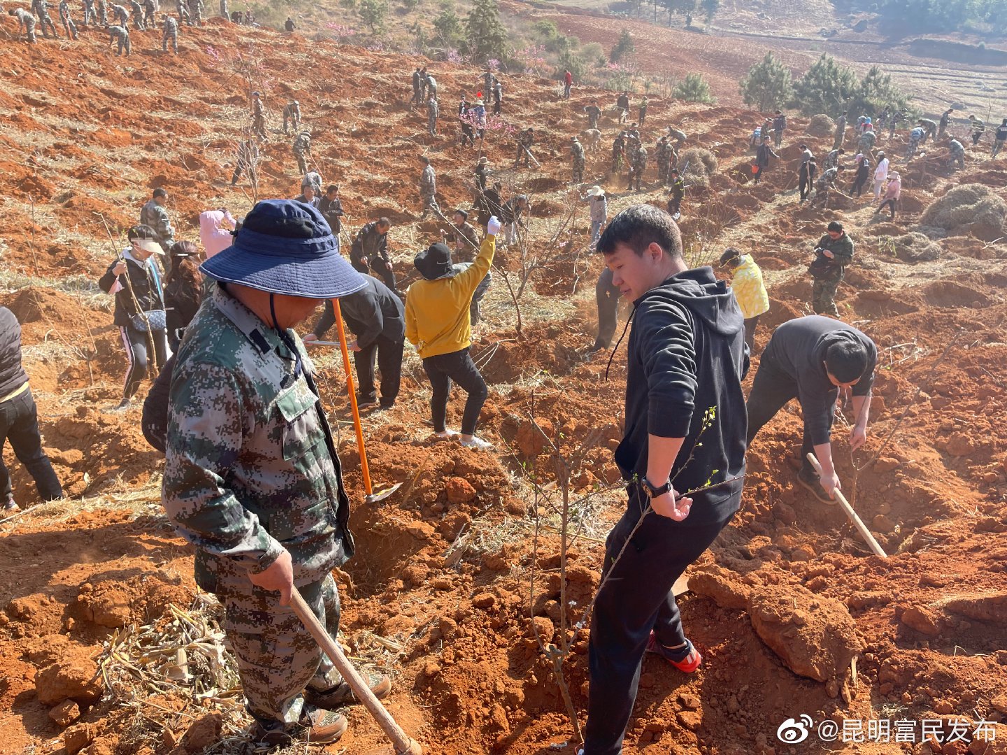 富民县义务植树种下30亩经济林果