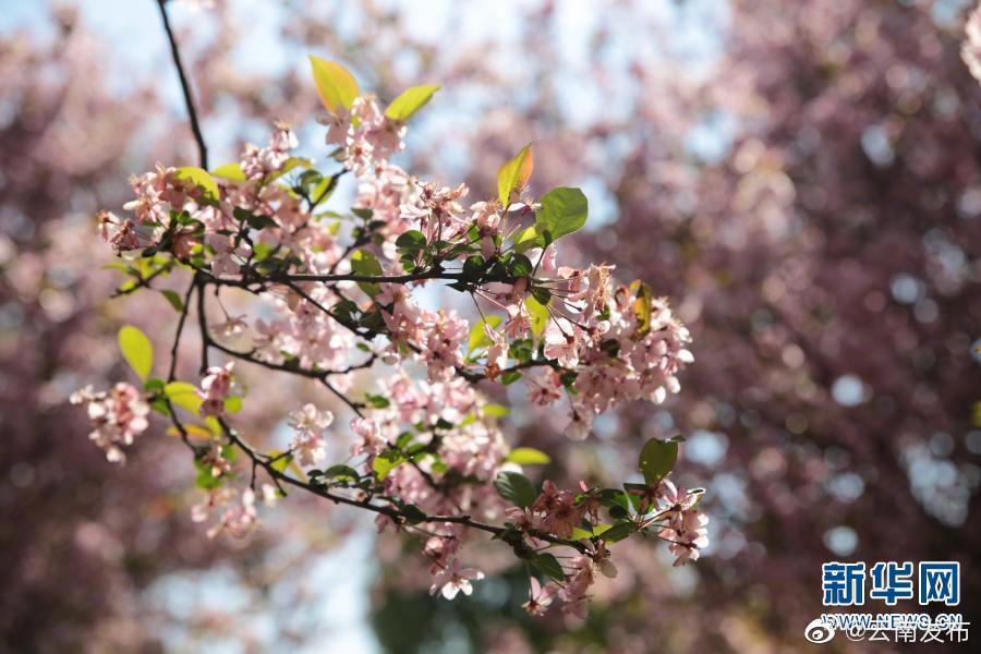 “云南发布”微博