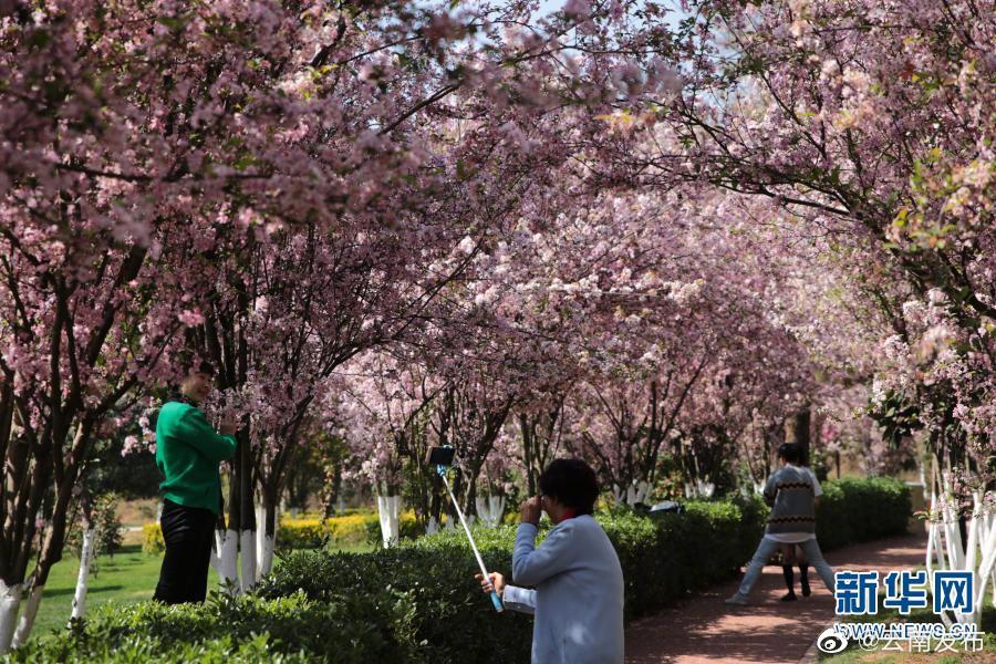 “云南发布”微博